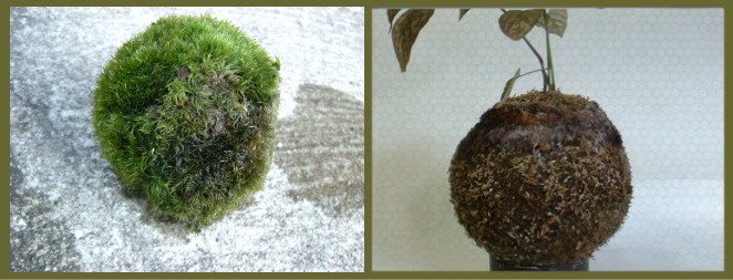 苔の研究レポート こけ玉づくり 日本苔技術協会