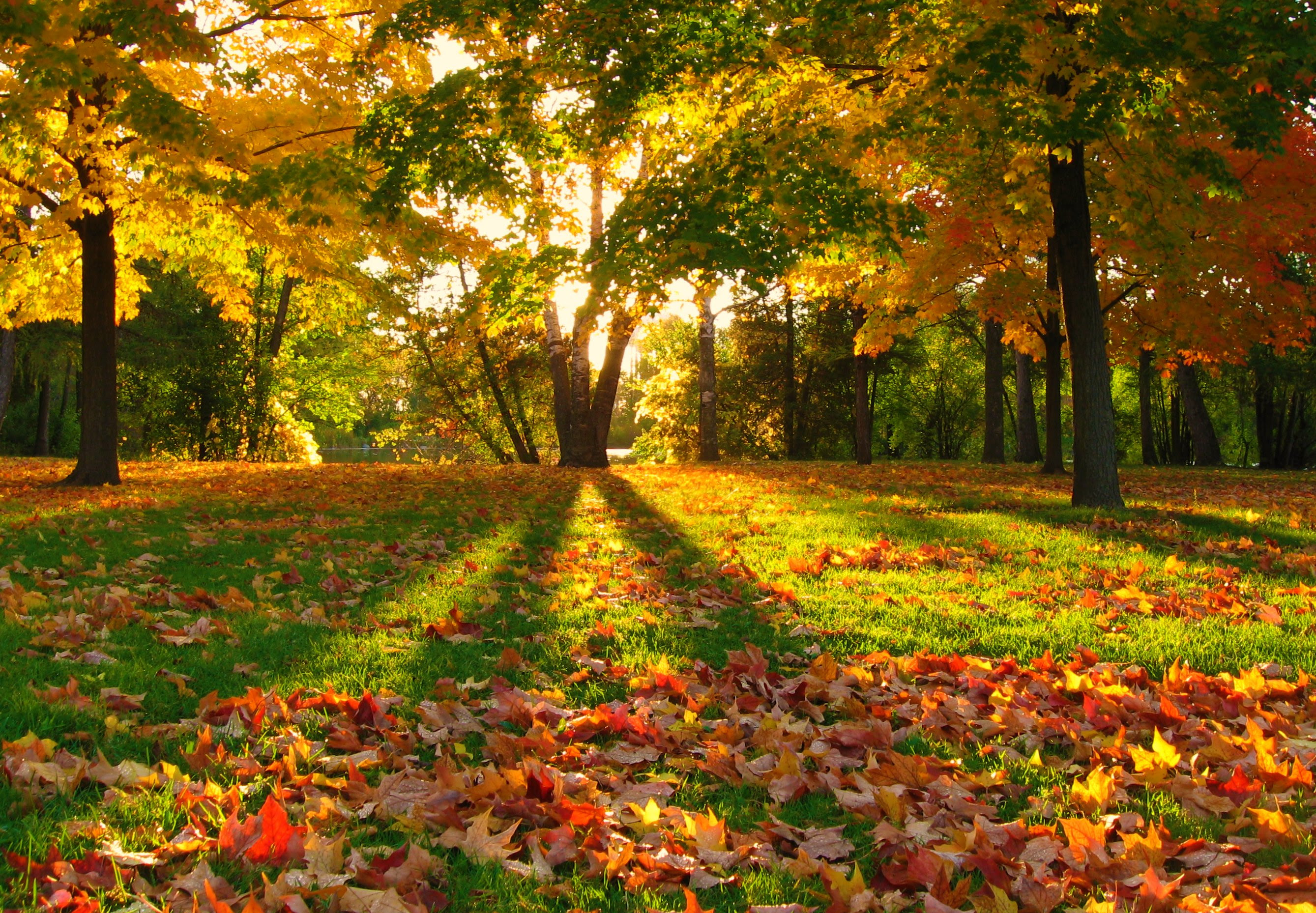 フリー画像 自然風景 森林 山林 紅葉 樹木の風景 フリー素材 画像素材なら 無料 フリー写真素材のフリーフォト