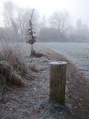 Whitebushes Deep Freeze