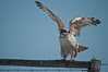Hawk -IMG7783