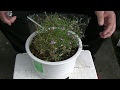 かすみ草 栽培キット 467048-かすみ草 栽培キット