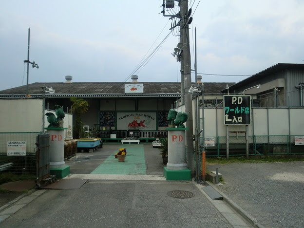 Pd熱帯魚センター大型魚 写真共有サイト フォト蔵