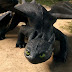 How To Train Your Dragon review – never quite catches the updraft needed to soar to uncharted heights