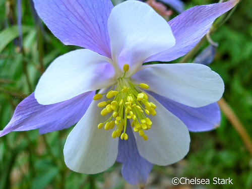 Wild Flower study 2. ChelseaStark http://www.chelseastarkphotography.com by chelseastarkphotography.com