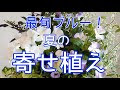 コンプリート！ ハンギングバスケット トレニア 寄せ 植え 174574