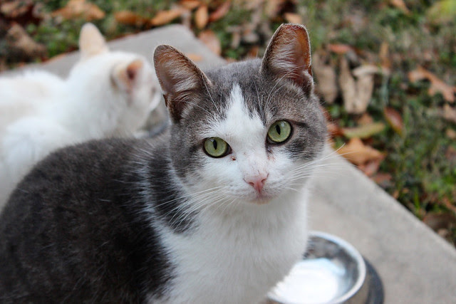 He's the sweetest cat in the world.
