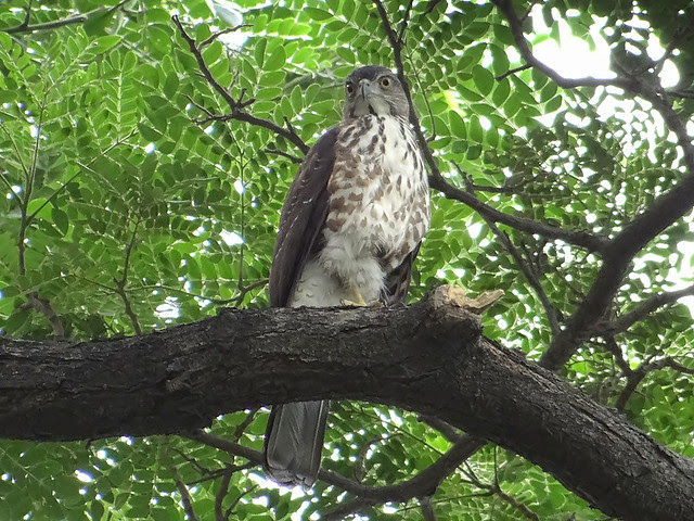 鳳頭蒼鷹/無限台南