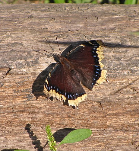 Mourning Cloak at Evergreen Lake 02