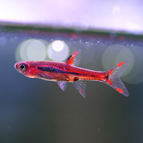 熱帯魚のご紹介 熱帯魚ショップトロピランド