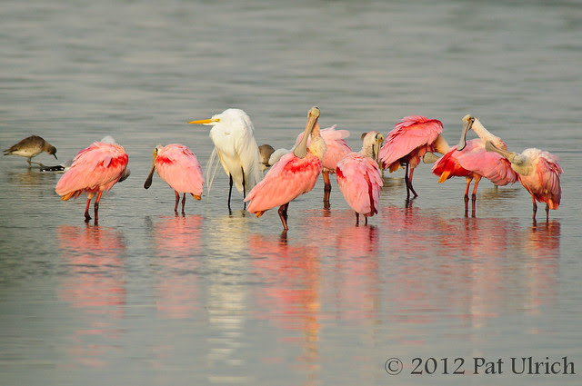Roseate spoonbills