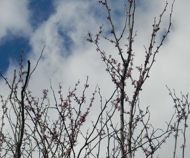 skywatchDSCN5122