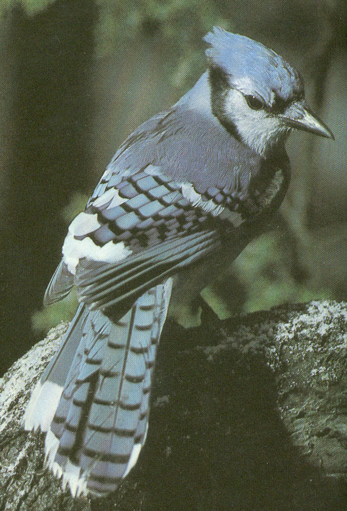 Blue Jay The Texas Breeding Bird Atlas