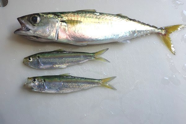 釣った魚の捌き方 サビキ釣りで釣った21cmのサバを背開きにしてみる 小さなサッパは手抜きでワタ抜き