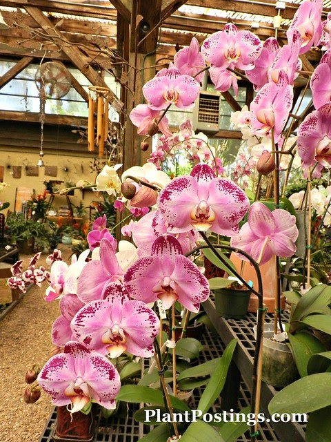 orchid shop