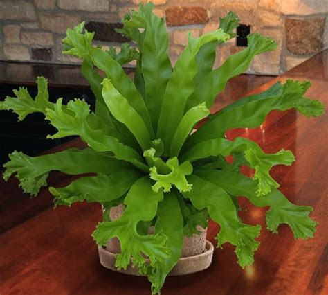 Our editors independently research, test, and recommend the best products; How to Grow and Care for a Birdâs Nest Fern | Bird nest