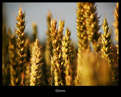 Grain