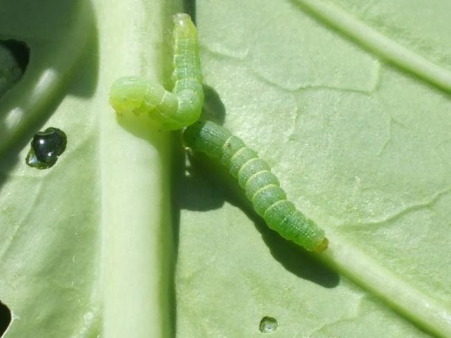 アオムシでもモンシロチョウの幼虫じゃないヤツ おもしろ理科 Preparation Assistant For Scientific Experiments And Observations