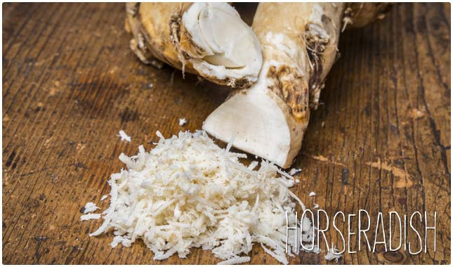 horseradish