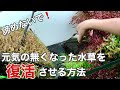 ++ 50 ++ 水草 茶色 汚れ 301624-水草 茶色 汚れ