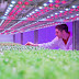 Led Lights Vertical Farming / People have made creative reform on land using , fully using vertical space such as vertically stacked layers, vertically inclined surfaces or integrated in other structures to produce food and medicine.