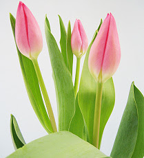 型で選ぶ チューリップの品種紹介 新潟フラワーハート 新潟県新潟市