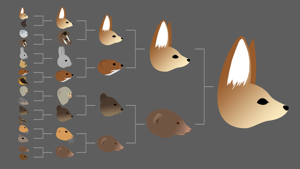 One possible result in the Mighty Mini Mammals division of 2015