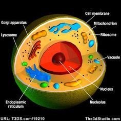 Animal Cell Diagram Homemade - animal_cell.jpg - The result is two centrosomes, each with its own pair of centriole (animal cells only):