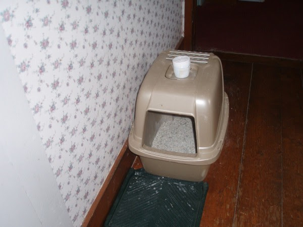 Preventing Litter  Box  Odors ThriftyFun