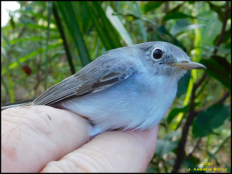 Blue-gray Gnatcatcher Blue-gray Gnatcatcher