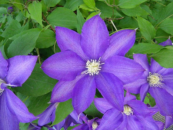 弊社にもこんなきれいな花が咲くんです