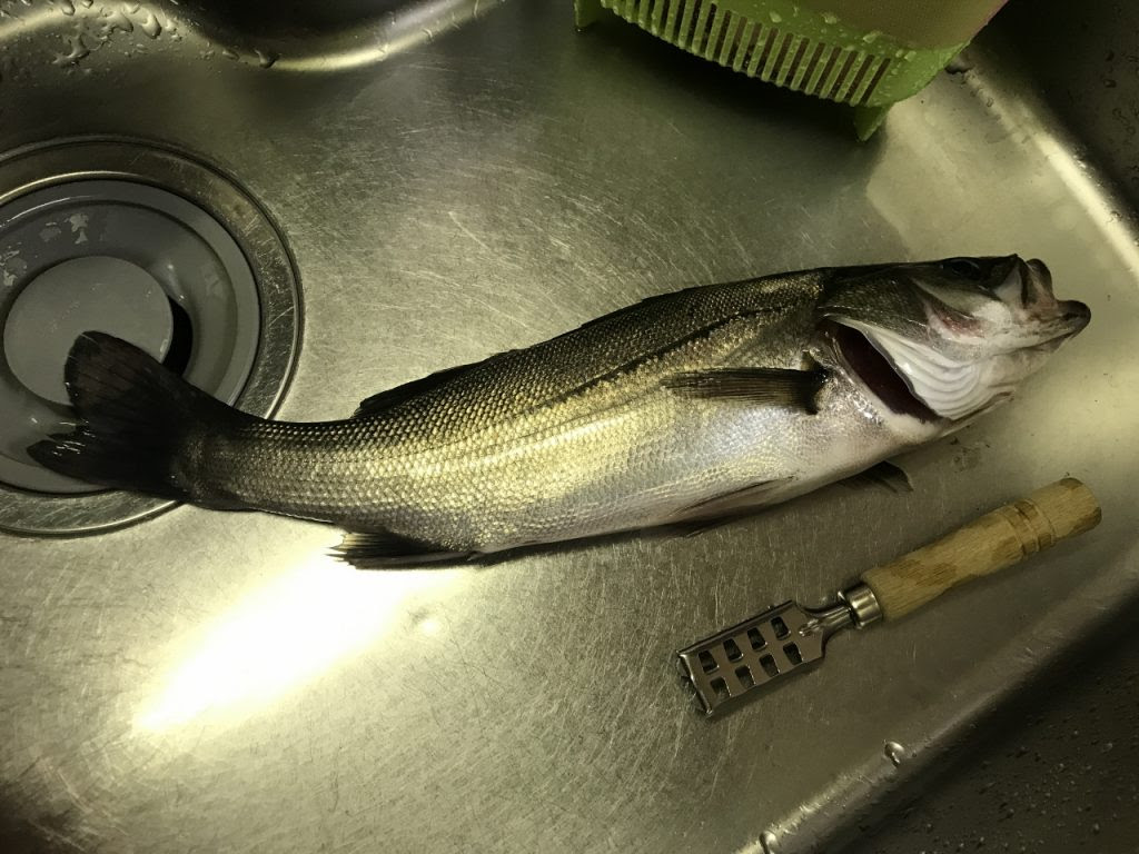 大阪南港で釣ったシーバスを食べた話 こもチックの釣りブログ 仮