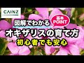 【印刷可能】 花 オキザリス 256391-花 オキザリス 画像