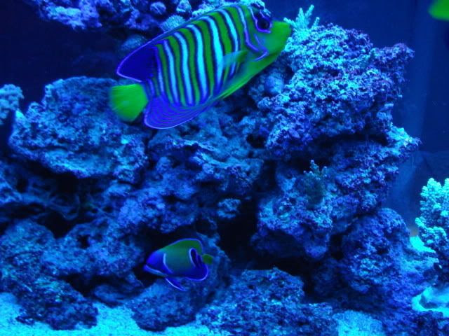 under the sea Pictures, Images and Photos