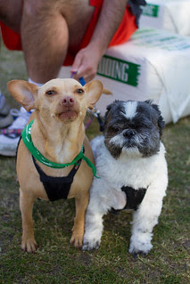 Dr. Darm Doggie Dash Team-9333