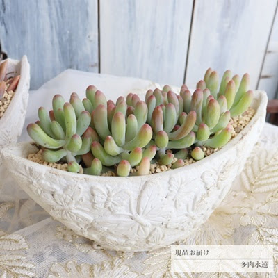 ハオルチアの寄せ植え 母の日のプレゼントは多肉植物で おしゃれな多肉のプレゼント 多肉植物の寄せ植え販売 多肉植物のプレゼント激安販売 多肉永遠 たにくとは