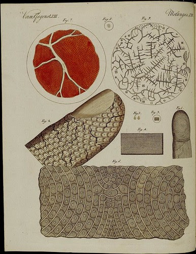 Human finger microscopy