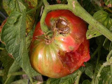 This solution consists of 1 quart of water and 2 tablespoons of one method to keep bugs off tomato plants is to spray the plant with an insecticidal. 5 ways to keep pesky, destructive squirrels out of your