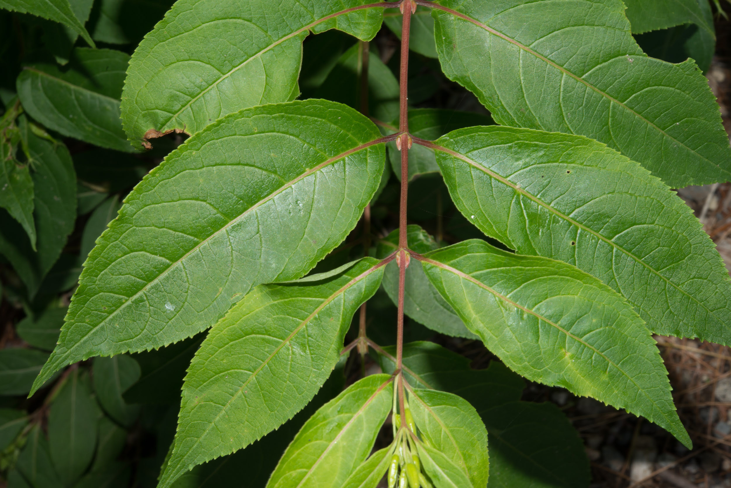 Diervilla lonicera (Northern Bush Honeysuckle)