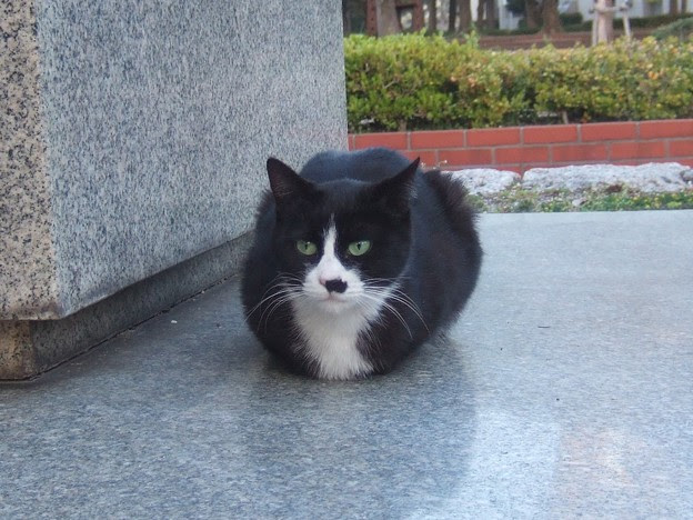 0 黒白靴下猫 トム 写真共有サイト フォト蔵