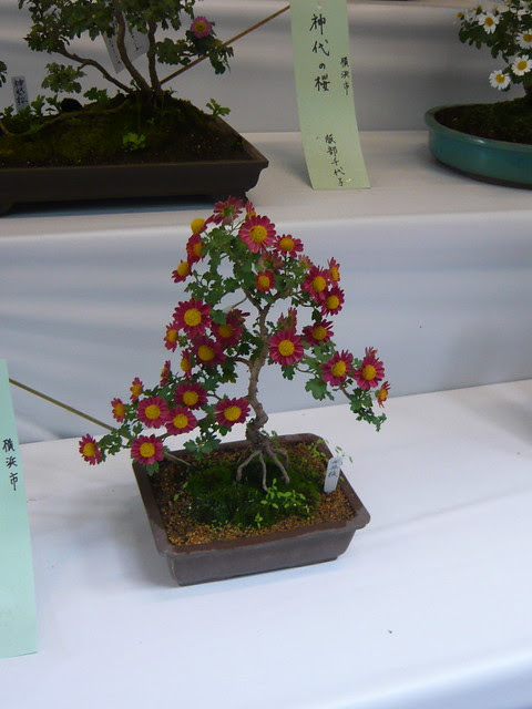 Chrysanthemum bonsai
