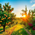 Top 10 Most Profitable Fruit Trees to Grow
