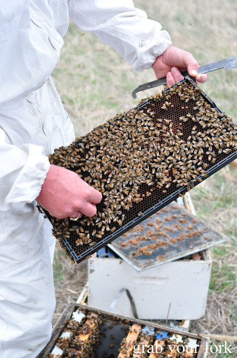 Bee hive at Buzz Honey Bee Farm