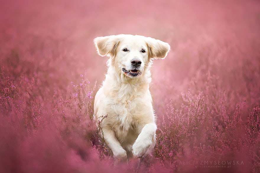 dog-photography-alicja-zmyslowska-24