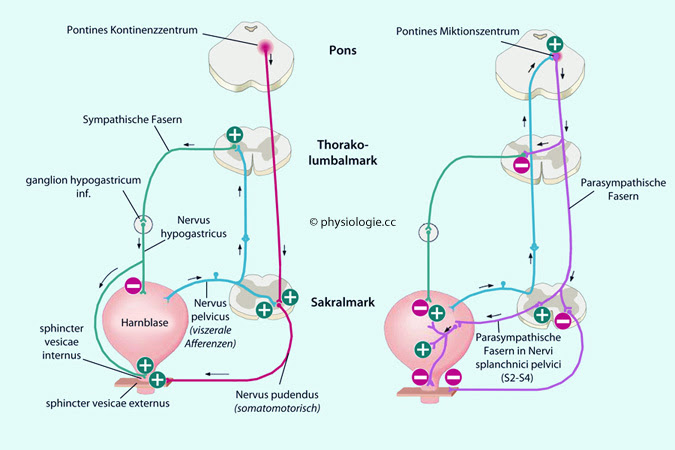 Physiologie Von Harntransport Und Blasenentleerung