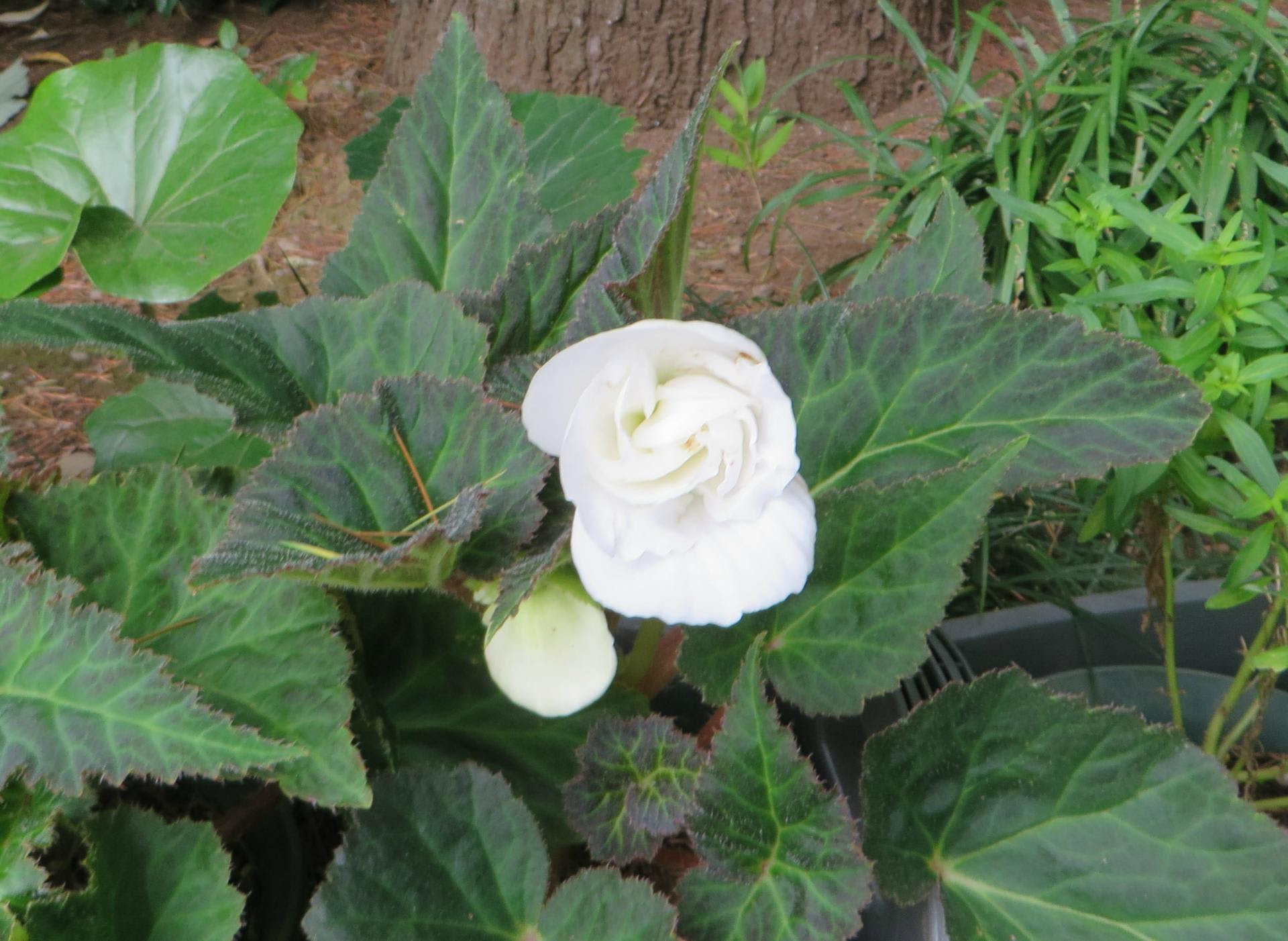 16年 ５月 １０月 フォーチュンベゴニア 発芽と成長の記録 夢は花いっぱい