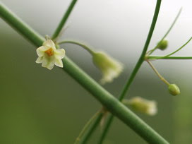 アスパラガスの花言葉 アスパラガスの花言葉と名前の由来