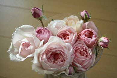 今日の薔薇 ウエッジウッドローズ ソニアリキエルなど メイガーデン 素敵なもの 大好きなものに囲まれた暮らし