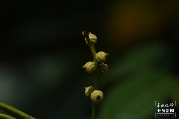 开屏新闻 西畴青冈首次在昆明植物园开花结果 中国科学院昆明植物研究所