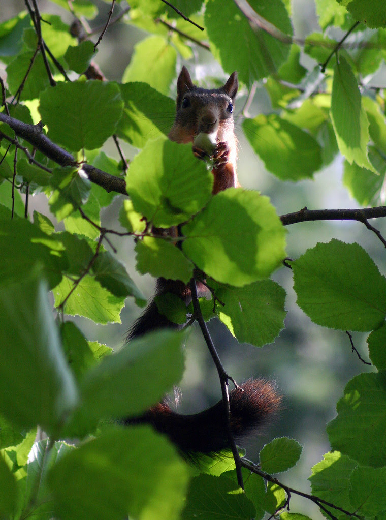 A Squirrel and his Nuts