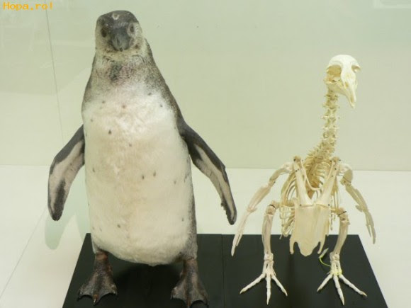 Schelet De Pinguin Poze Haioase Animale Hopa Ro